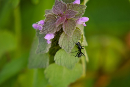 spontaneous plant with purple leaves on the border of the path in spring with a black ant on itの写真素材