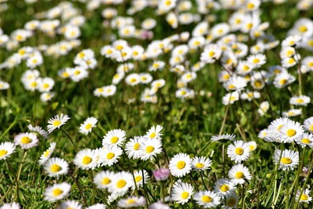 a garden full of small white daisies in spring in Italyの写真素材