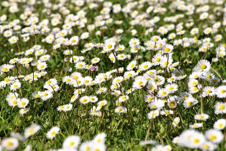 a garden full of small white daisies in spring in Italyの写真素材
