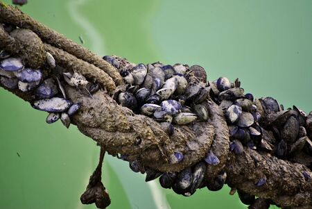 wet rope with seashells on it from a fishing boat into the waterの写真素材