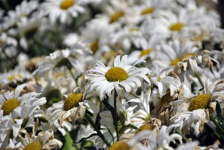 big white daisiesの写真素材
