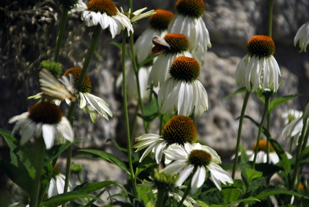 white coneflower, echinaceaの写真素材
