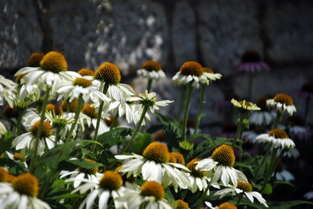 white coneflower, echinaceaの写真素材