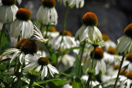 white coneflower, echinaceaの写真素材