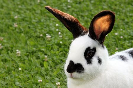  bunny,hare, の写真素材