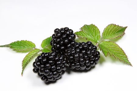 blackberries,fruit,berries,の写真素材