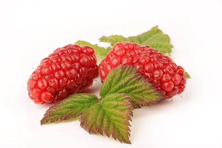 Ripe Tayberry on white background