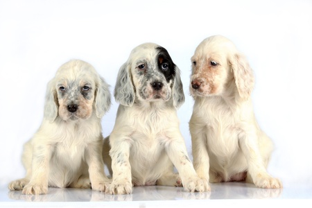Three sitting English Setter puppies isolated on white studio background.の写真素材
