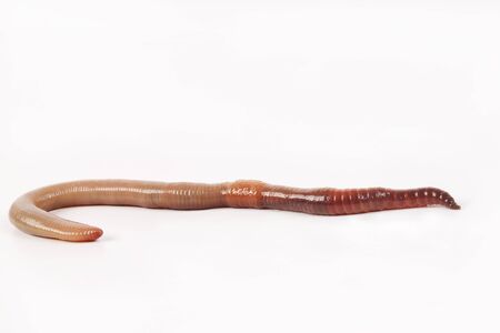 A single brown earthworm isolated on white studio background.の写真素材