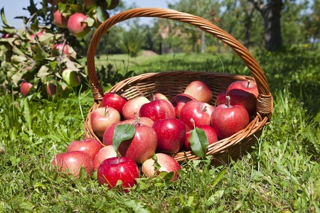 Fresh red apples in orchardの写真素材