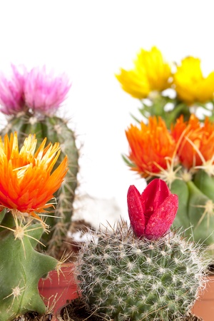 cactuses on white background の写真素材