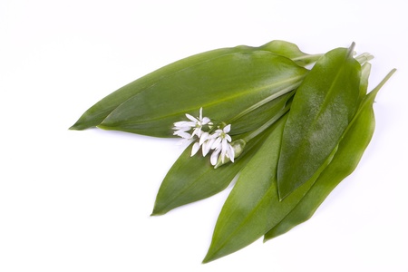 Fresh Wild garlic with flowers on a white backgroundの写真素材