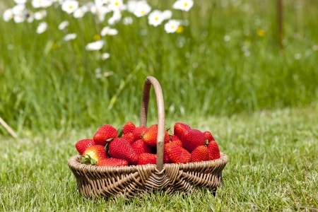 Strawberry in a basket on a grassの写真素材