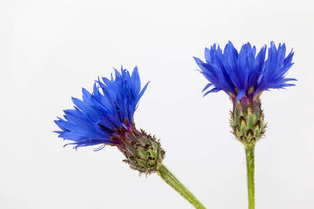 Blue cornflower on white backgroundの写真素材