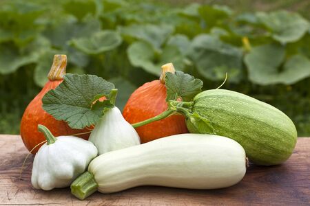 Outdoor display of different shaped gourds and squash.の写真素材