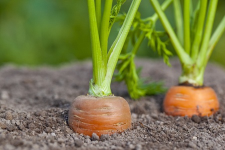 Carrots growing out of soil の写真素材