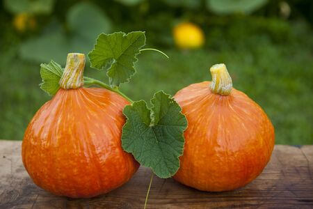 Closeup of two pumpkins sitting on a wooden table の写真素材