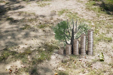 money saving growing business finance. Plant Growing In Savings Coins - Investment And Interest Conceptの写真素材