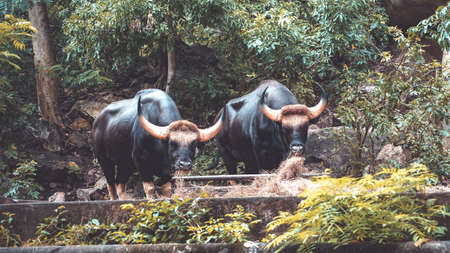 Two Black Buffalo eating grass in the jungle. Big Black Bulls looking to the camera. Animal wildlife...