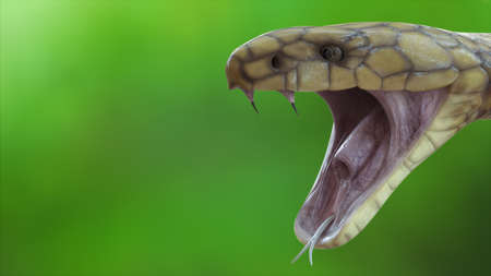 Closeup head of king cobra snake, king cobra closeup face, reptile closeup with Green Blurred  background. Headshot of King Cobra Snake open mouth isolated on background with clipping path. 3D Render.の写真素材