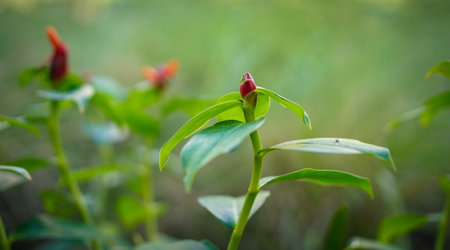 Close up of Indian Head Ginger Flower on Green Nature Background. Red poppy flower in the garden....