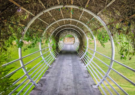A walkway tunnel in circle shape is surrounded by green ivy in the park. A round shape pathway tunnel surrounded by green nature trees. Perspective view of Walkway path in the park. Shapes concept.の写真素材