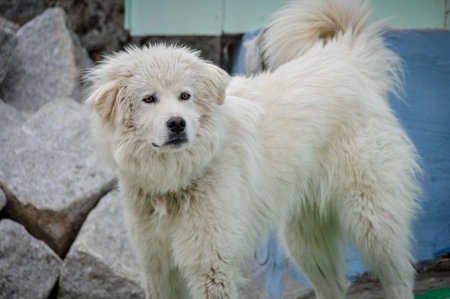 The white dog was chained up. Aggressive dog shows dangerous teeth. White Dog howling and barking...