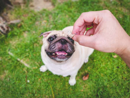 A cute pug at a local park. Cute White Pug with begging face.の写真素材