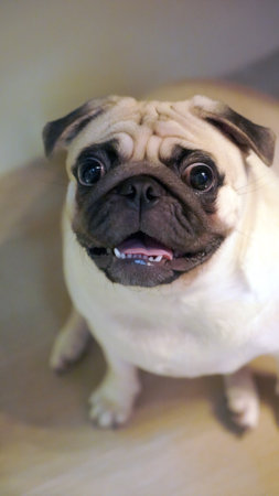 Cute pug dog looking at the camera with mouth open.の写真素材