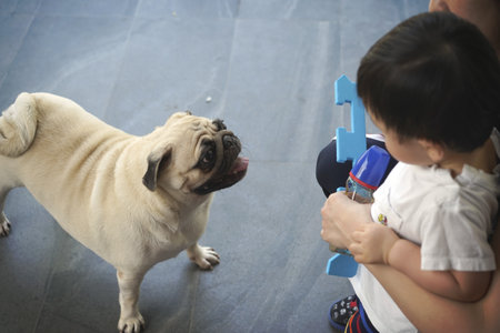 Child playing with pug dog at home. Happy family concept.の写真素材