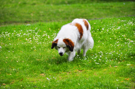White and brown dog on a green meadow with daisiesの写真素材