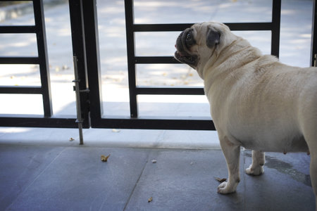 Pug dog looking out the door of the house. Pug in the house.の写真素材