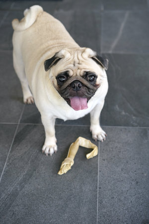 Cute pug dog with a bone on the floor at homeの写真素材