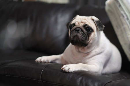 Cute pug dog lying on sofa in living room at homeの写真素材