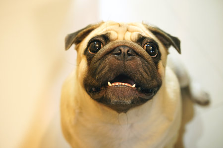 Pug dog with funny expression on face. Shallow depth of field.の写真素材