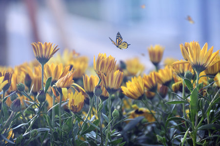Beautiful yellow flowers and butterfly in the garden. Selective focus.の写真素材