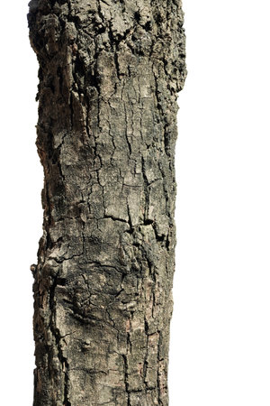 Tree bark texture isolated on white background with clipping path for design work.の写真素材