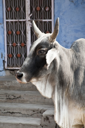 A sacred cow walking in the street in India  の写真素材