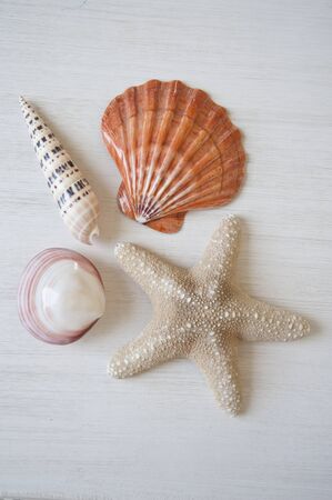 shells and starfish on a white wooden background 