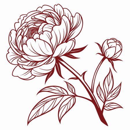 A beautiful peony flower illustration with its elegant petals and leaves. The design showcases the flower's natural beauty and intricate details. It is perfect for various projects.のイラスト素材