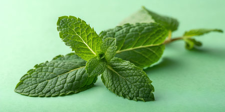 Vibrant fresh mint leaves for refreshing summer cocktails, herbal teas, and culinary creations,...