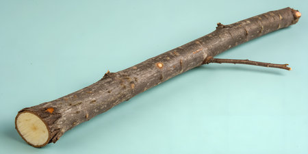 A single rough tree branch with a cut end rests on a pale blue background