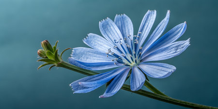 Stunning light blue flower with delicate petals on green stemの写真素材