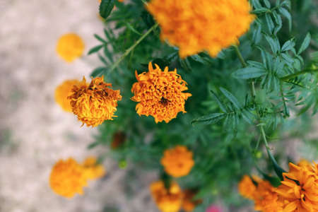 The chrysanthemum flower with orange color with blurred backgroundの素材