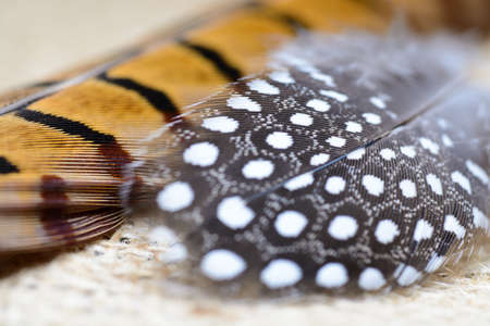 Two different feathers