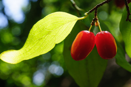 Semitransparent ripe berries of dogwood on branches under sunshine
