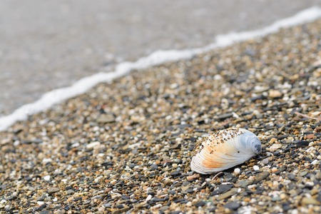 Shell part lying on sand of sea shoreの写真素材