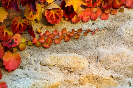 Autumn red grape growing along the wallの写真素材