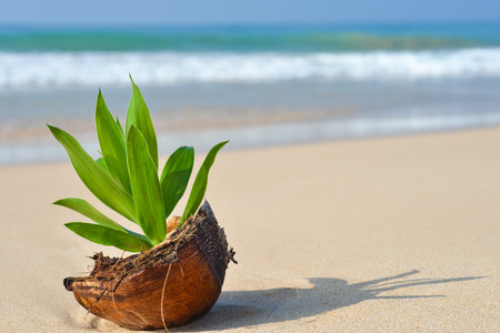 Small plant growing from old coco shell on an ocean shore of Sri Lanka.の写真素材
