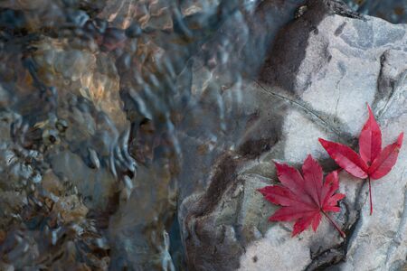Two red fallen leaves at cold river shore at fallの写真素材